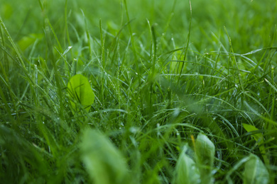 Photo of Green lawn with wet fresh grass outdoors, closeup