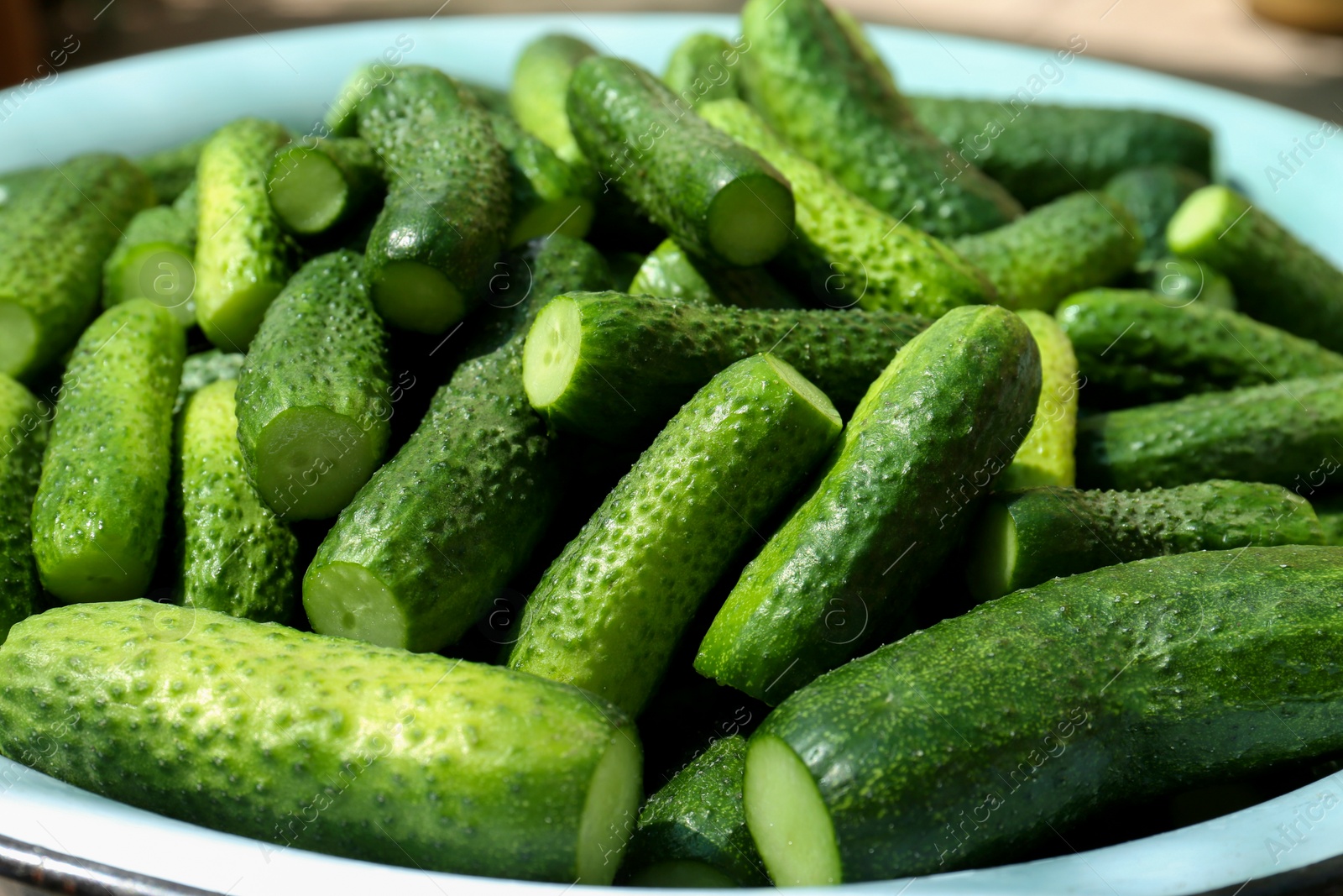 Photo of Fresh ripe cucumbers in metal bowl, closeup. Pickling vegetables