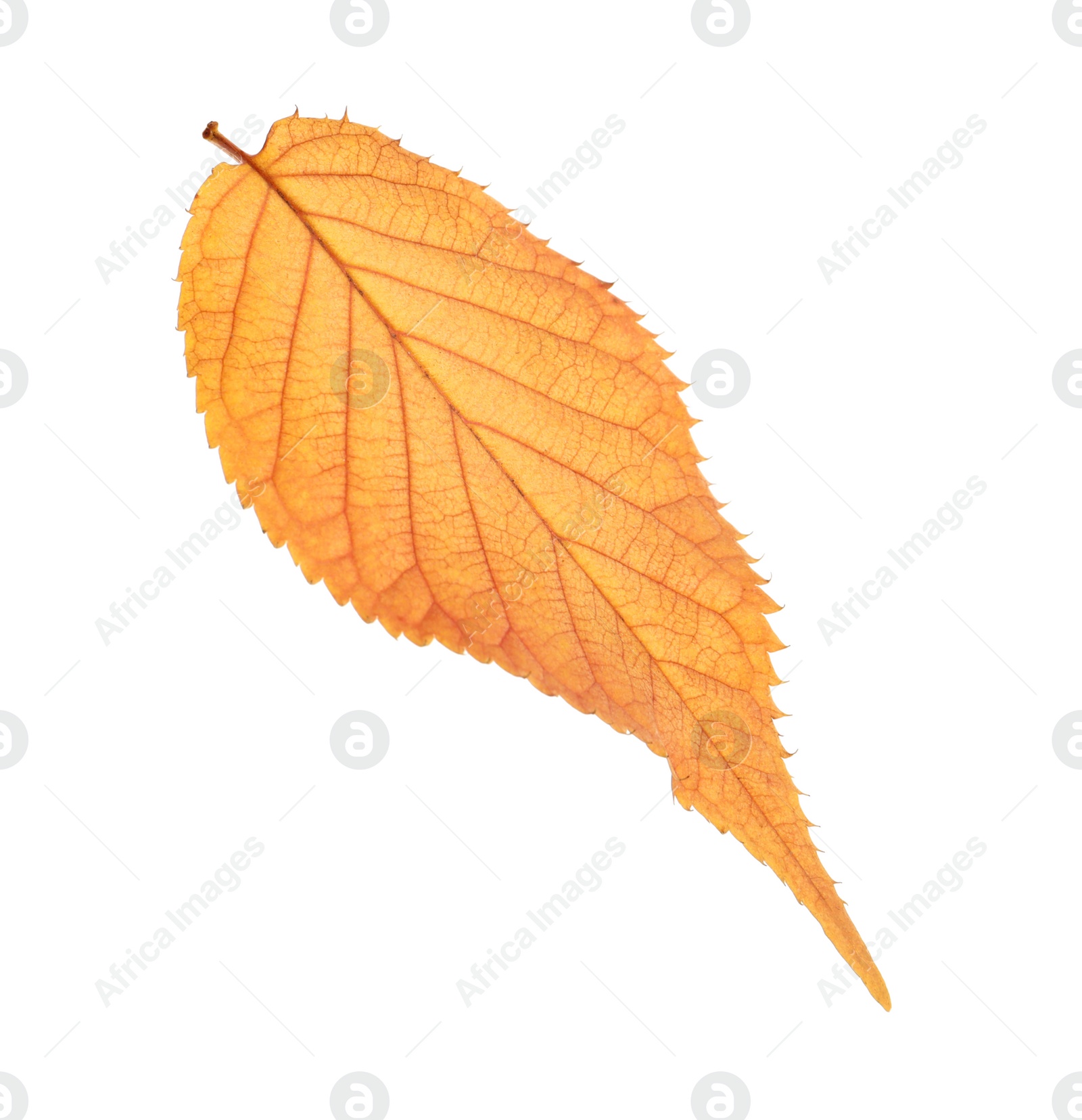 Photo of Beautiful autumn leaf on white background. Fall foliage