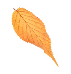 Photo of Beautiful autumn leaf on white background. Fall foliage