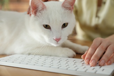 Photo of Adorable white cat lying near keyboard on table and distracting owner from work, closeup