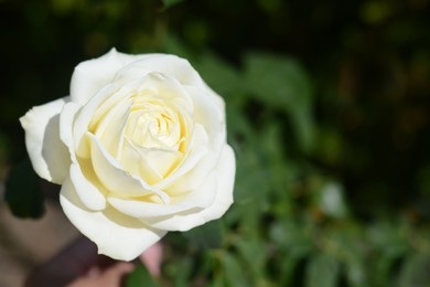 Beautiful white rose flower blooming outdoors, closeup. Space for text