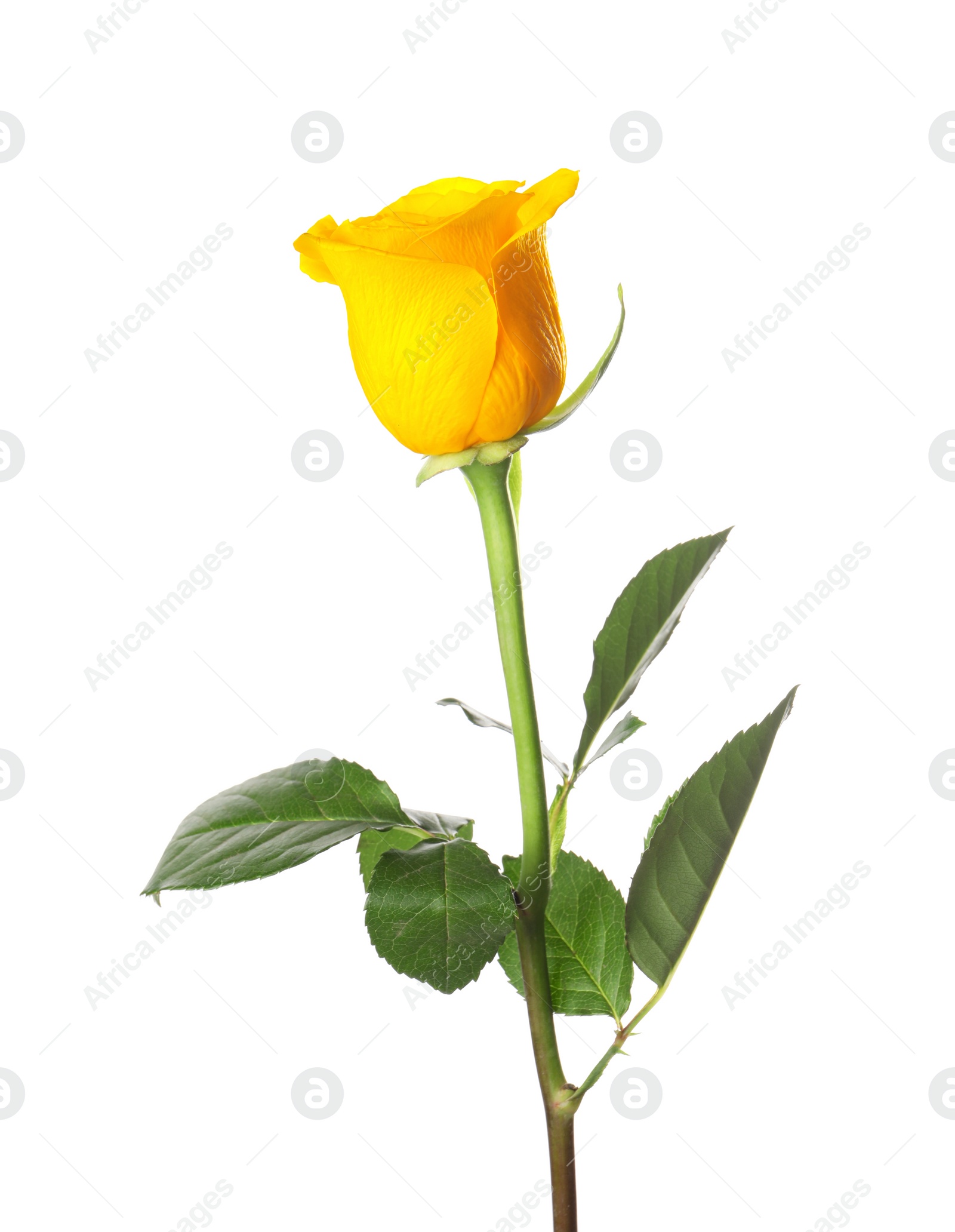 Photo of Beautiful fresh yellow rose isolated on white