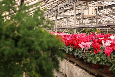 Photo of Growing plant and blooming flowers in greenhouse, space for text. Home gardening