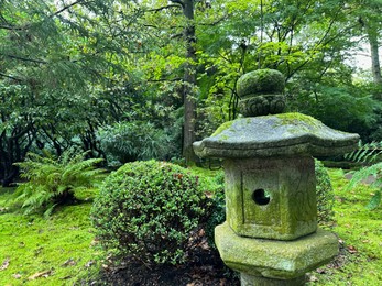 Stone lantern, bright moss and different plants in Japanese garden