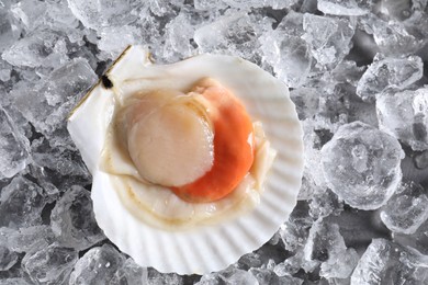 Photo of Fresh raw scallop in shell on ice cubes, top view