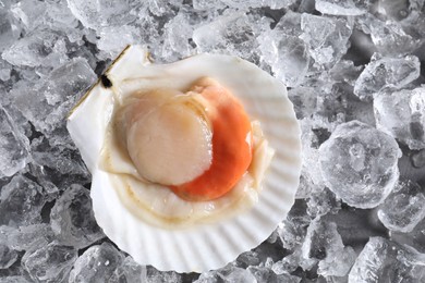 Fresh raw scallop in shell on ice cubes, top view