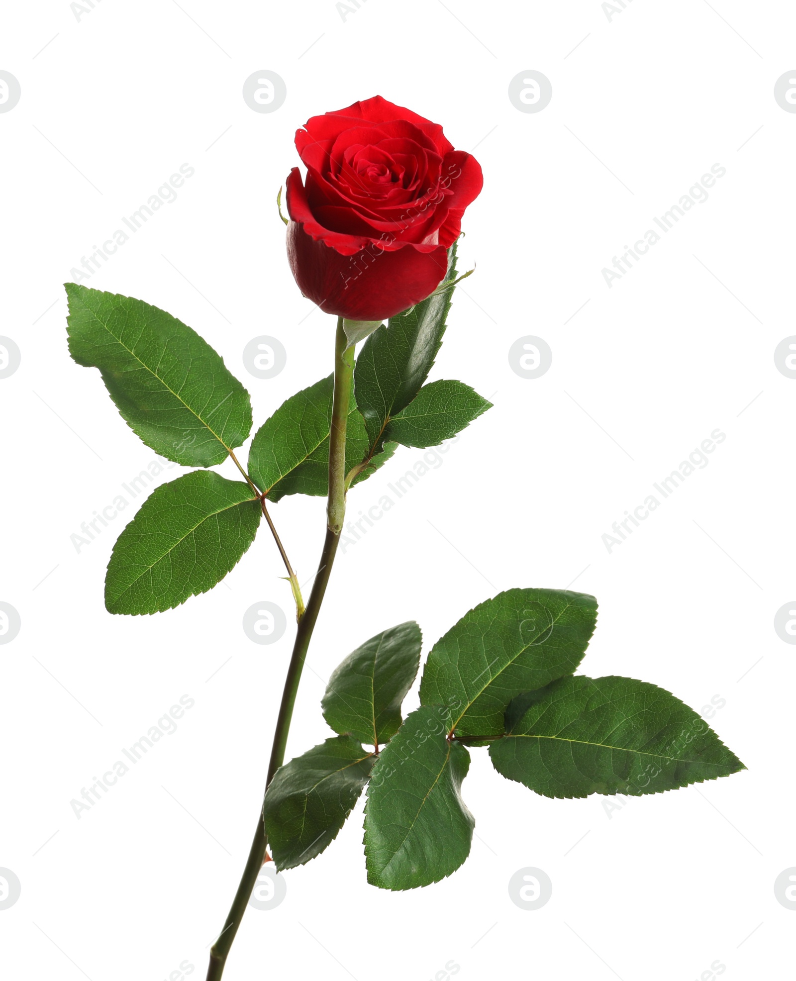 Photo of Beautiful blooming red rose on white background