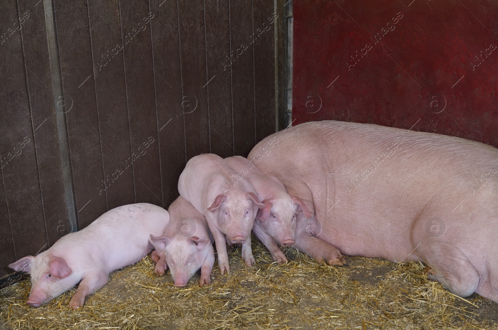 Photo of Many cute pigs resting in paddock at farm