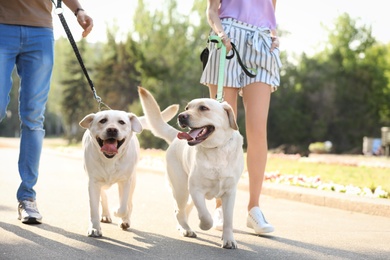 Photo of Owners walking their labrador retrievers outdoors on sunny day