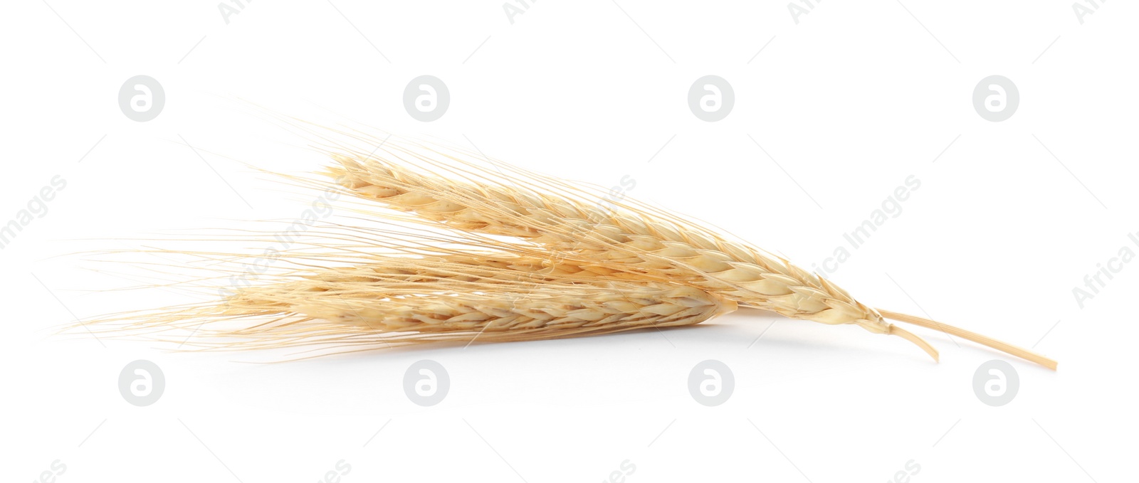 Photo of Spikelets on white background. Healthy grains and cereals