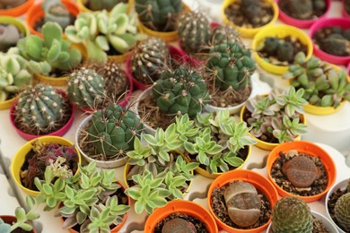 Many different cacti and succulent plants on table