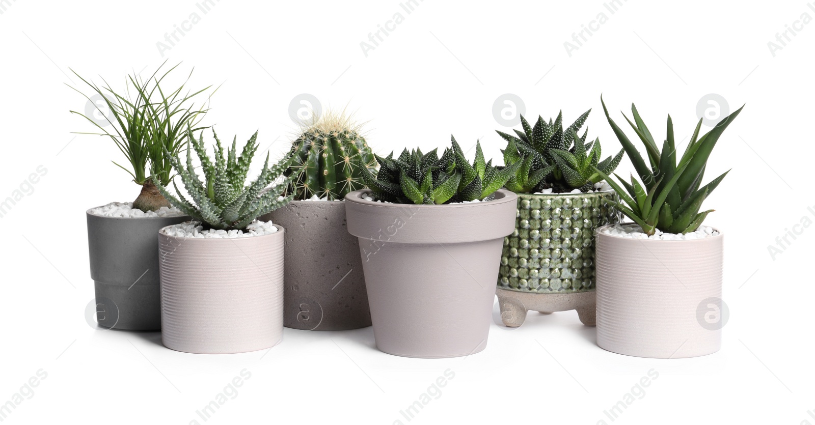 Photo of Different house plants in pots isolated on white