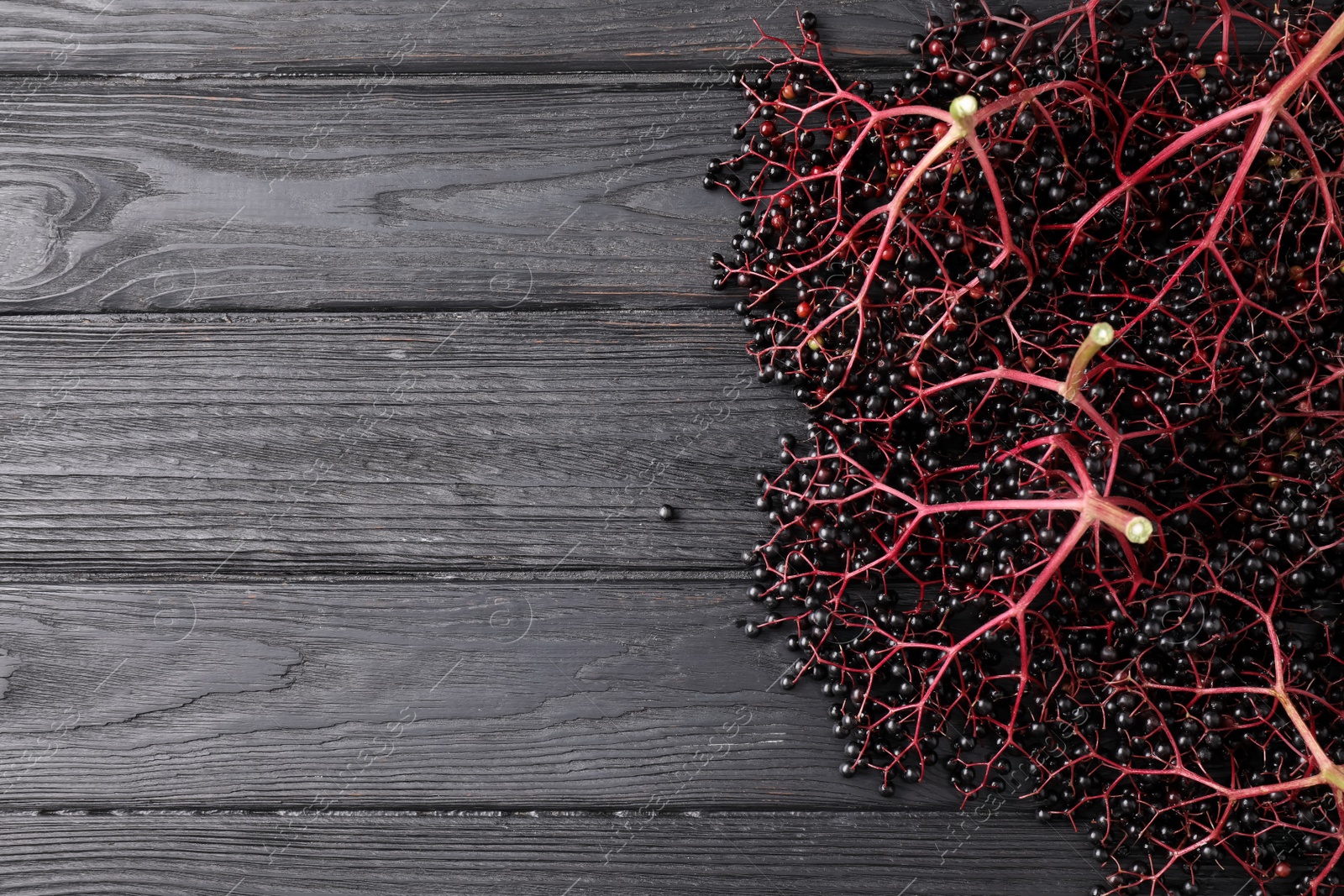 Photo of Bunches of ripe elderberries on black wooden table, flat lay. Space for text