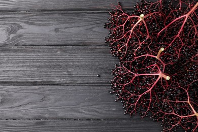 Photo of Bunches of ripe elderberries on black wooden table, flat lay. Space for text