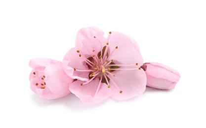 Photo of Beautiful sakura tree flowers on white background