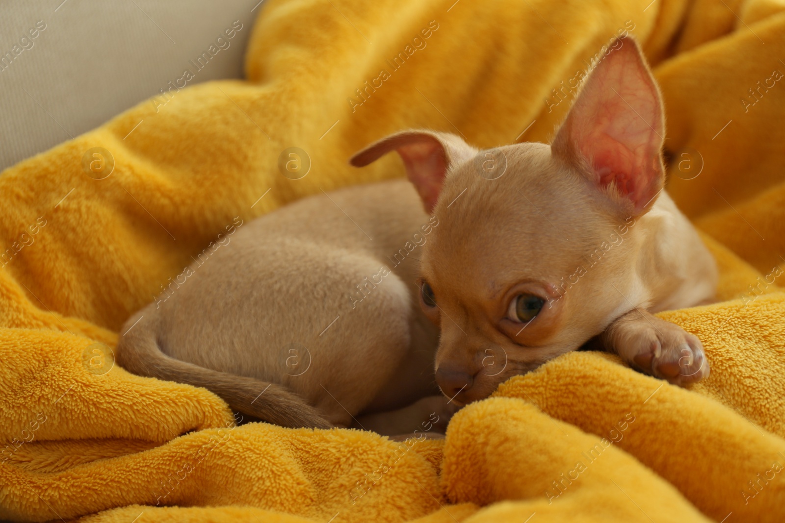 Photo of Cute Chihuahua puppy on yellow blanket. Baby animal