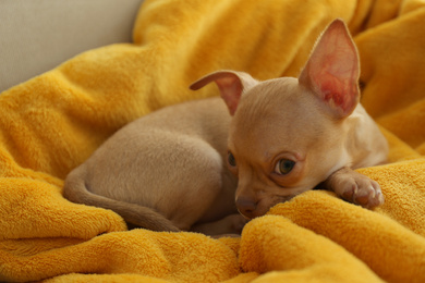 Photo of Cute Chihuahua puppy on yellow blanket. Baby animal