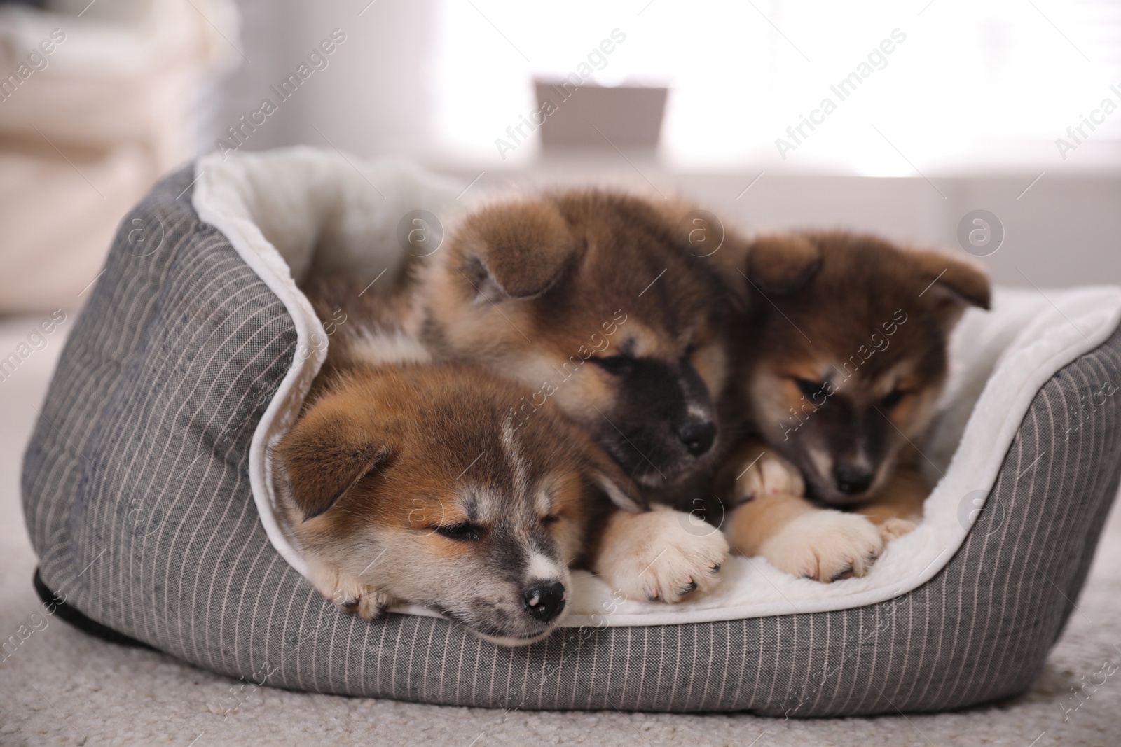 Photo of Adorable Akita Inu puppies in dog bed indoors