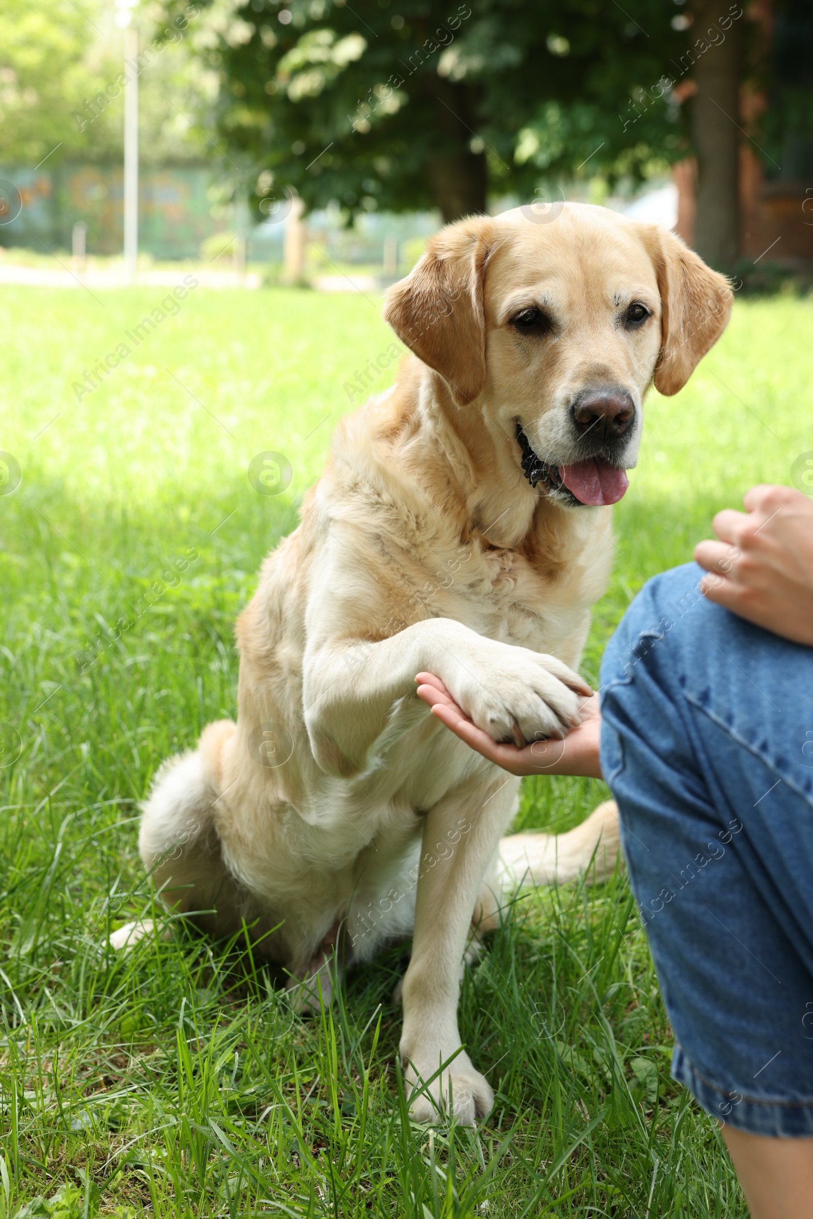 Photo of Cute Labrador Retriever dog giving paw to woman outdoors