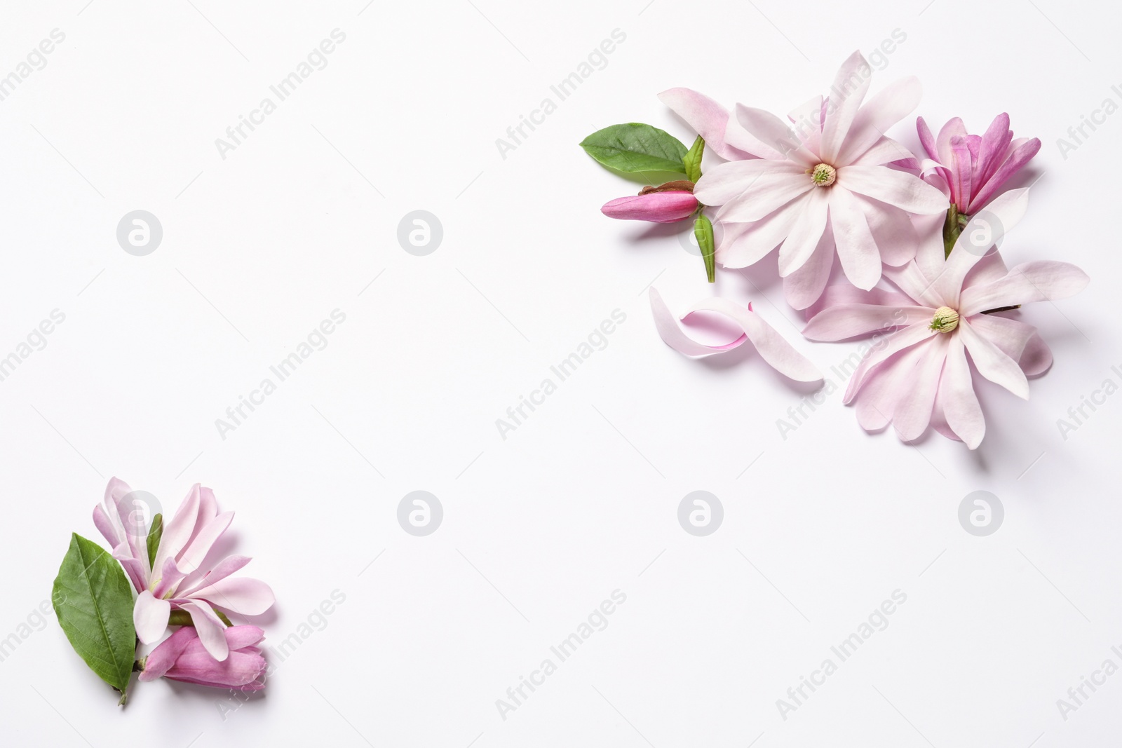 Photo of Beautiful pink magnolia flowers on white background, top view