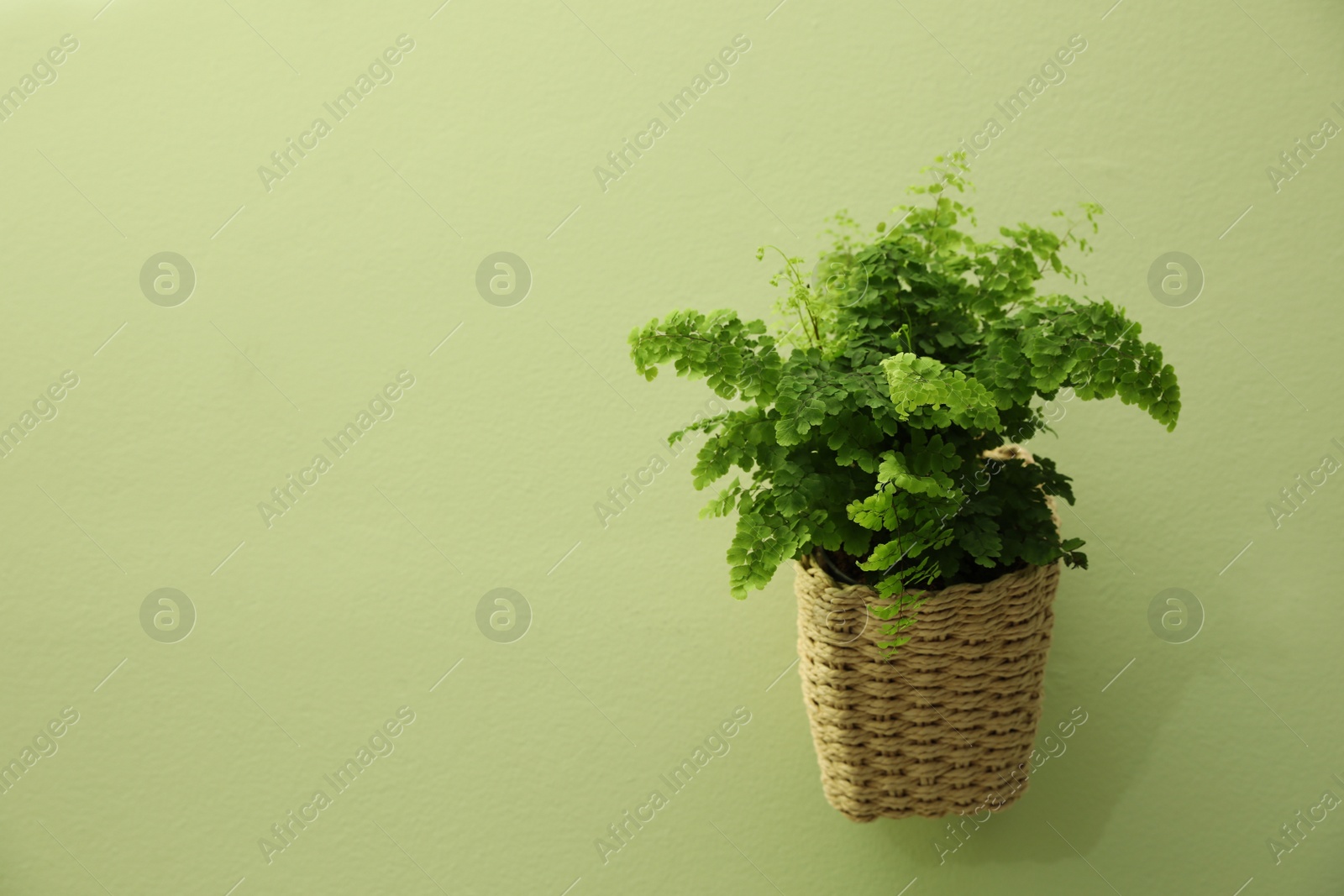 Photo of Beautiful fresh fern hanging on green wall. Space for text