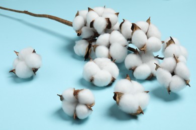 Photo of Branch with cotton flowers on light blue background