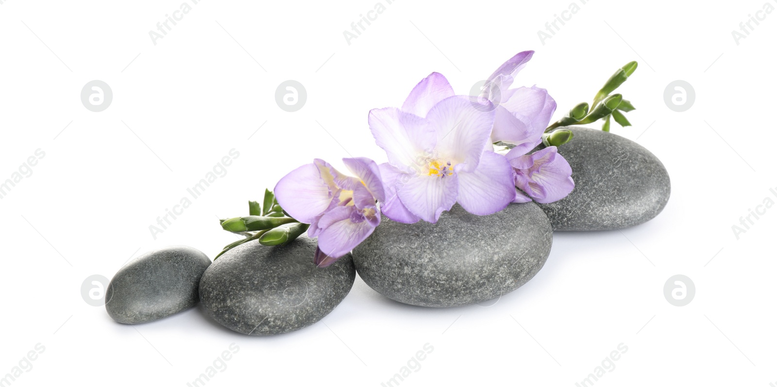 Photo of Spa stones and freesia flowers on white background