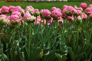 Many beautiful tulip flowers growing outdoors. Spring season