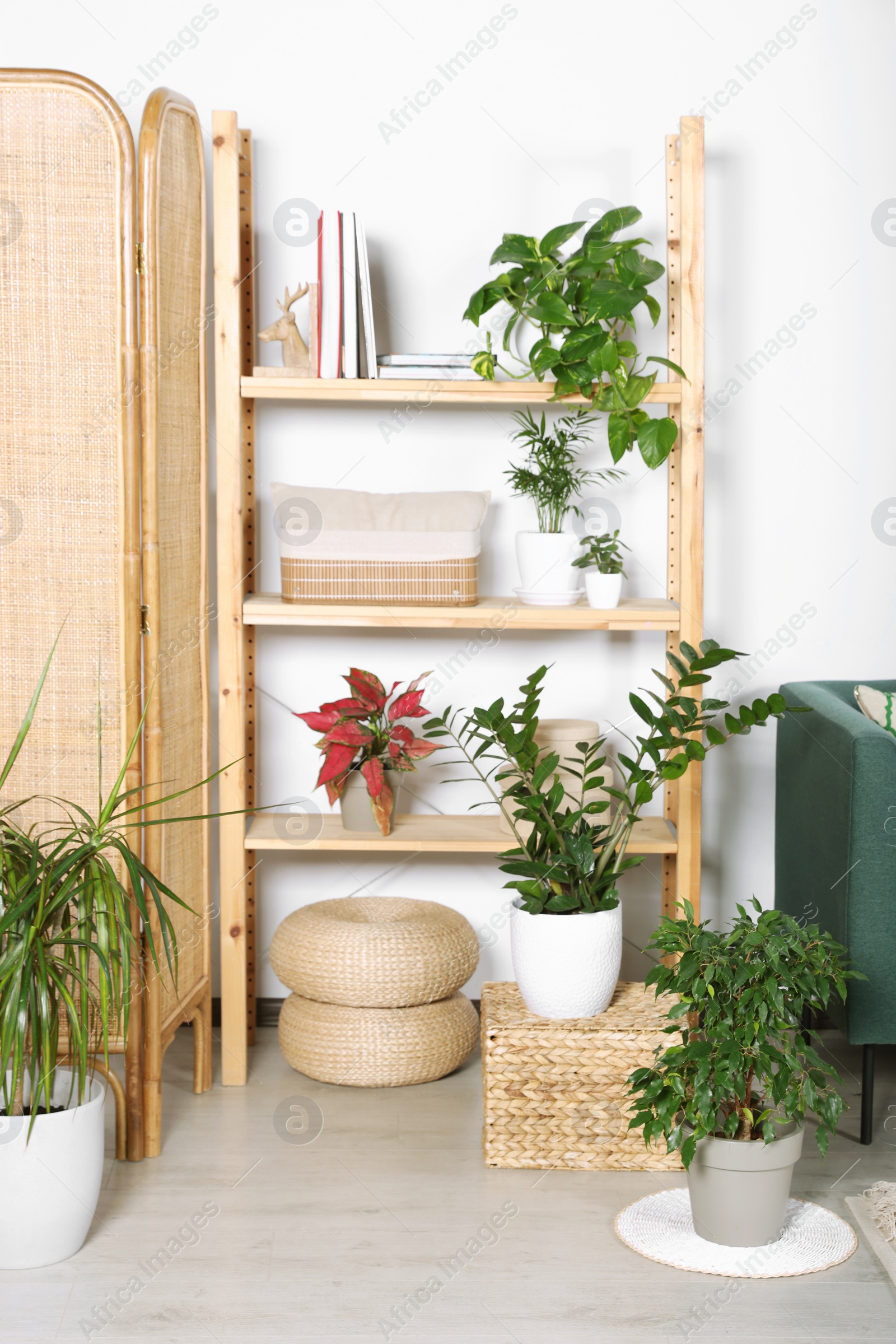 Photo of Living room interior with beautiful different potted green plants and furniture. House decor