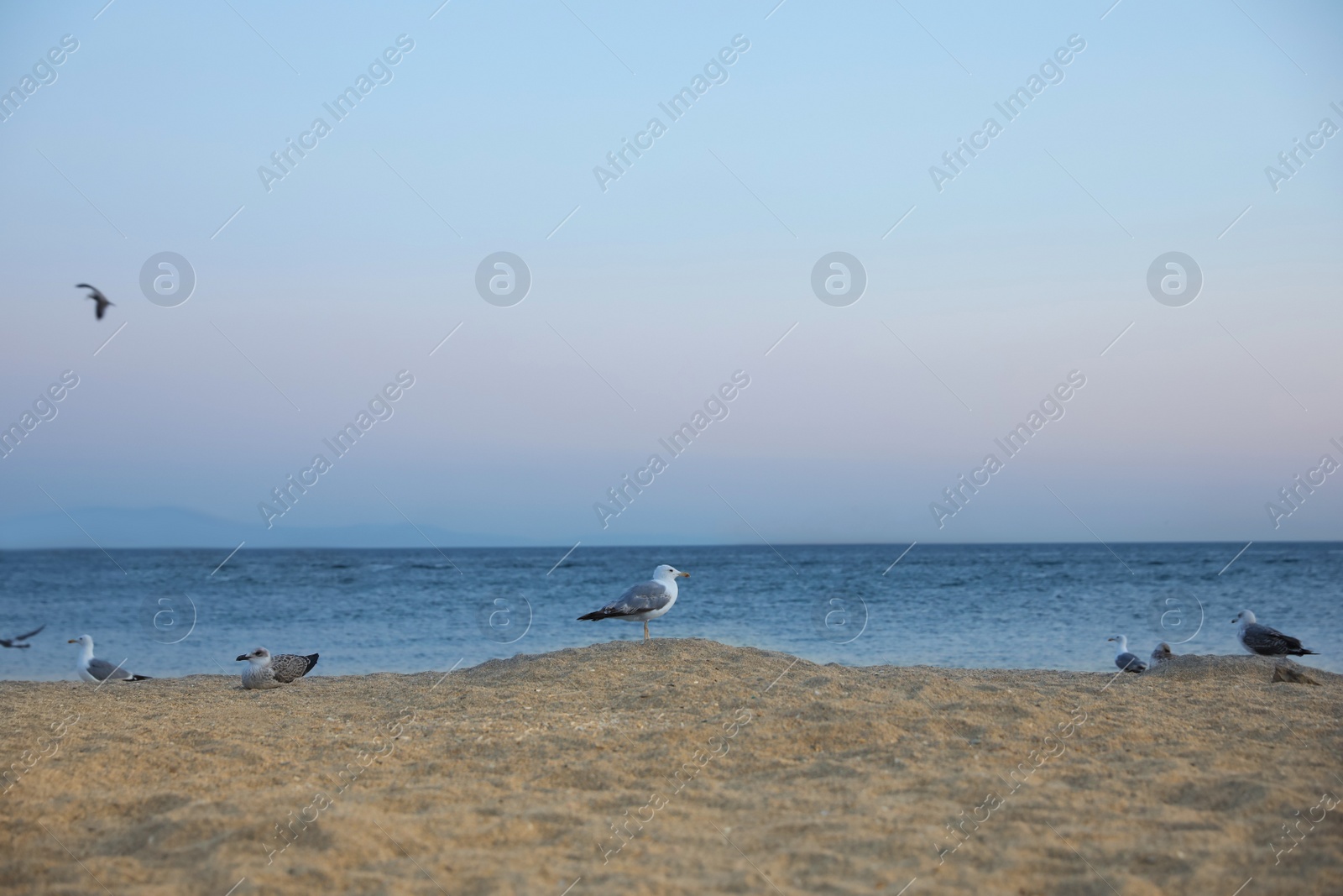 Photo of Picturesque view of beautiful beach with seagulls in evening