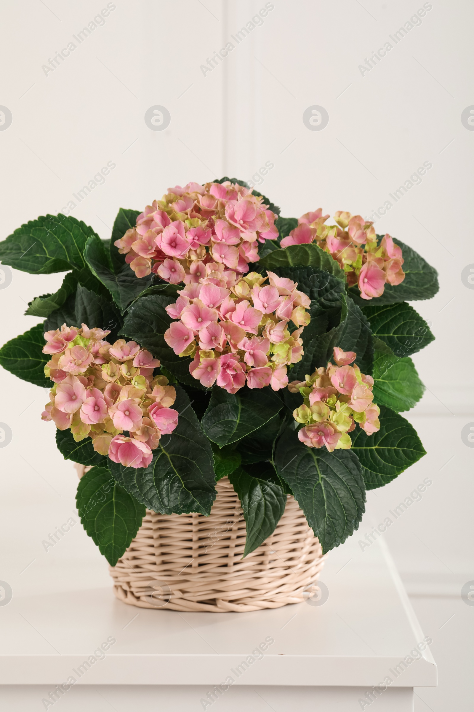 Photo of Beautiful blooming pink hortensia in wicker basket on white table