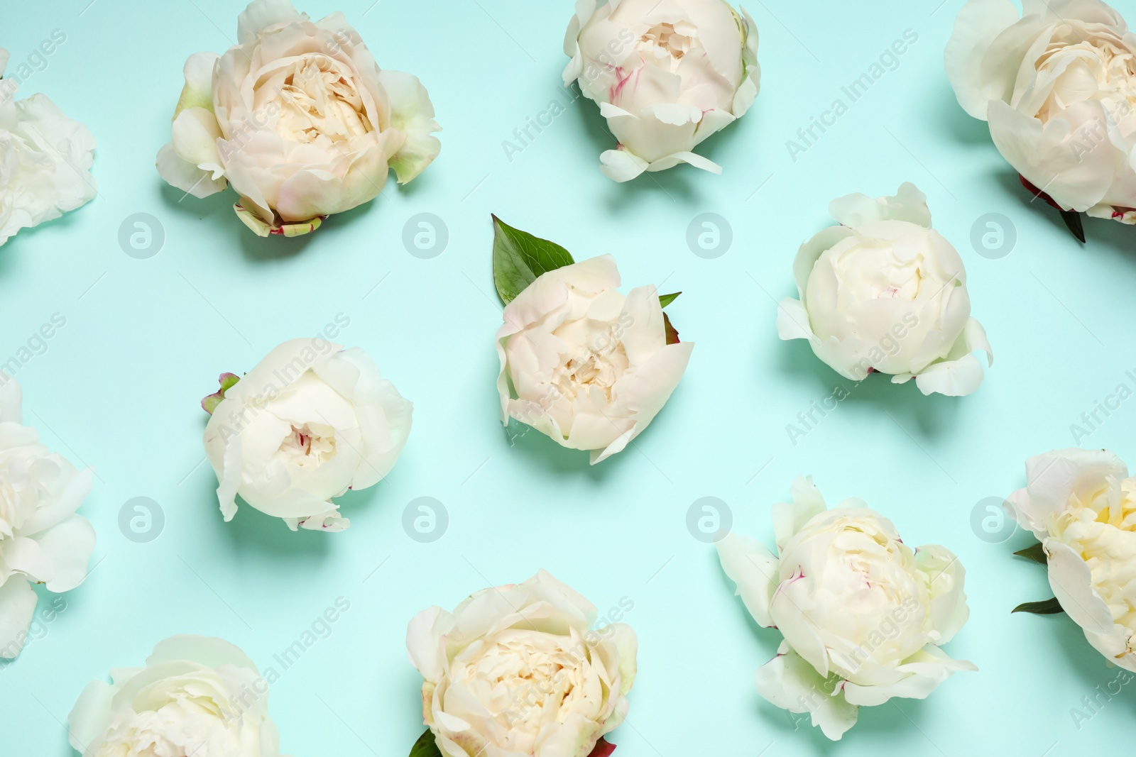 Photo of Beautiful white peonies on turquoise background, flat lay