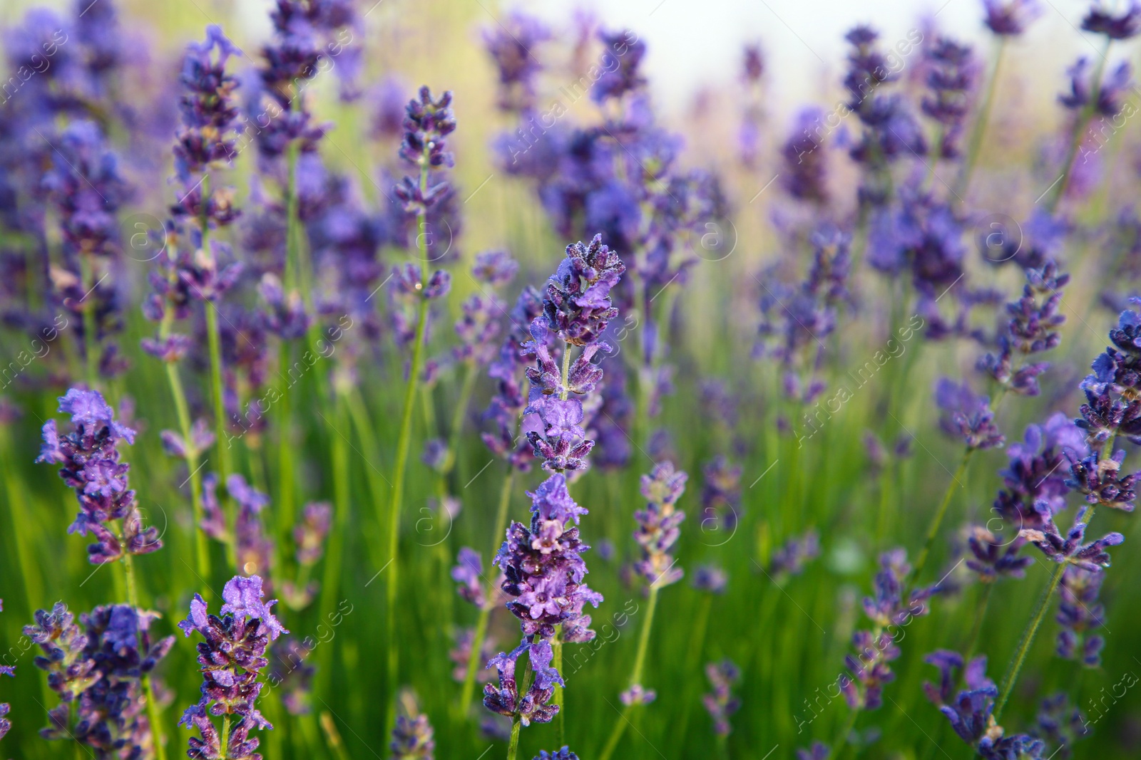 Photo of Beautiful blooming lavender growing in field, closeup