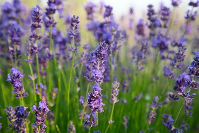 Beautiful blooming lavender growing in field, closeup