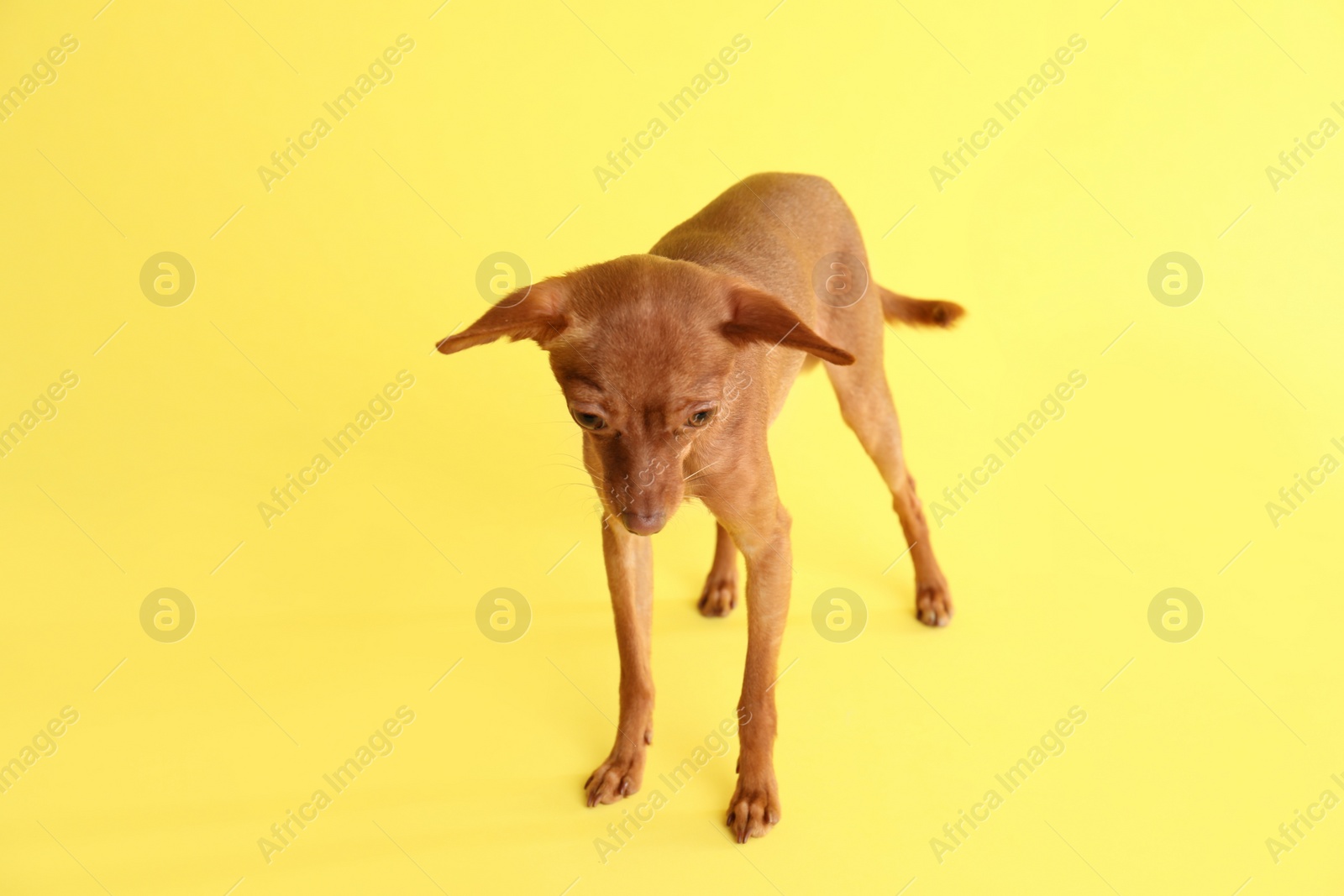 Photo of Cute toy terrier on color background. Domestic dog