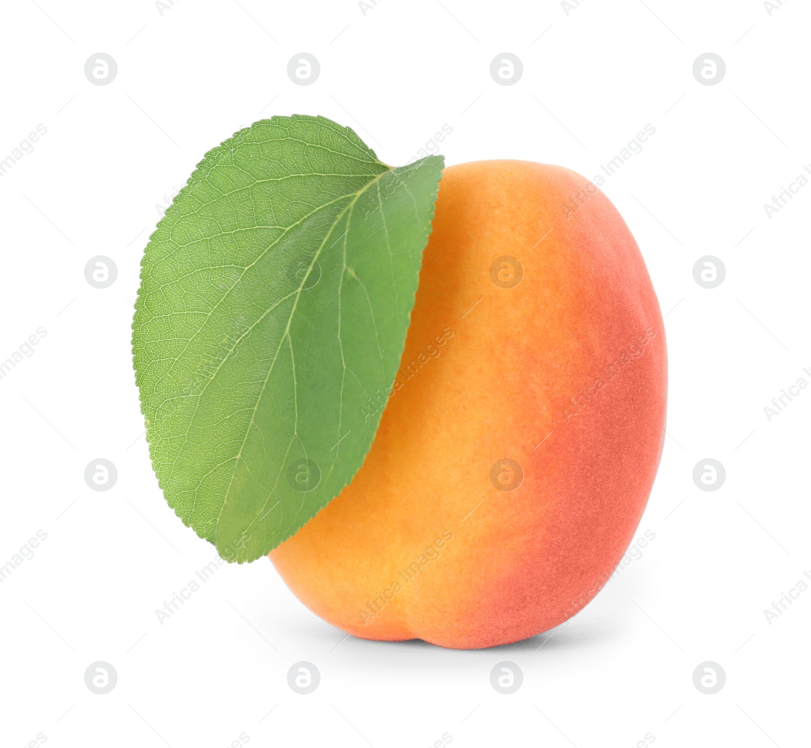 Photo of Delicious ripe sweet apricot isolated on white