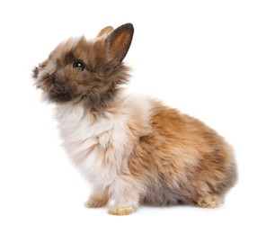 Fluffy rabbit isolated on white. Cute pet