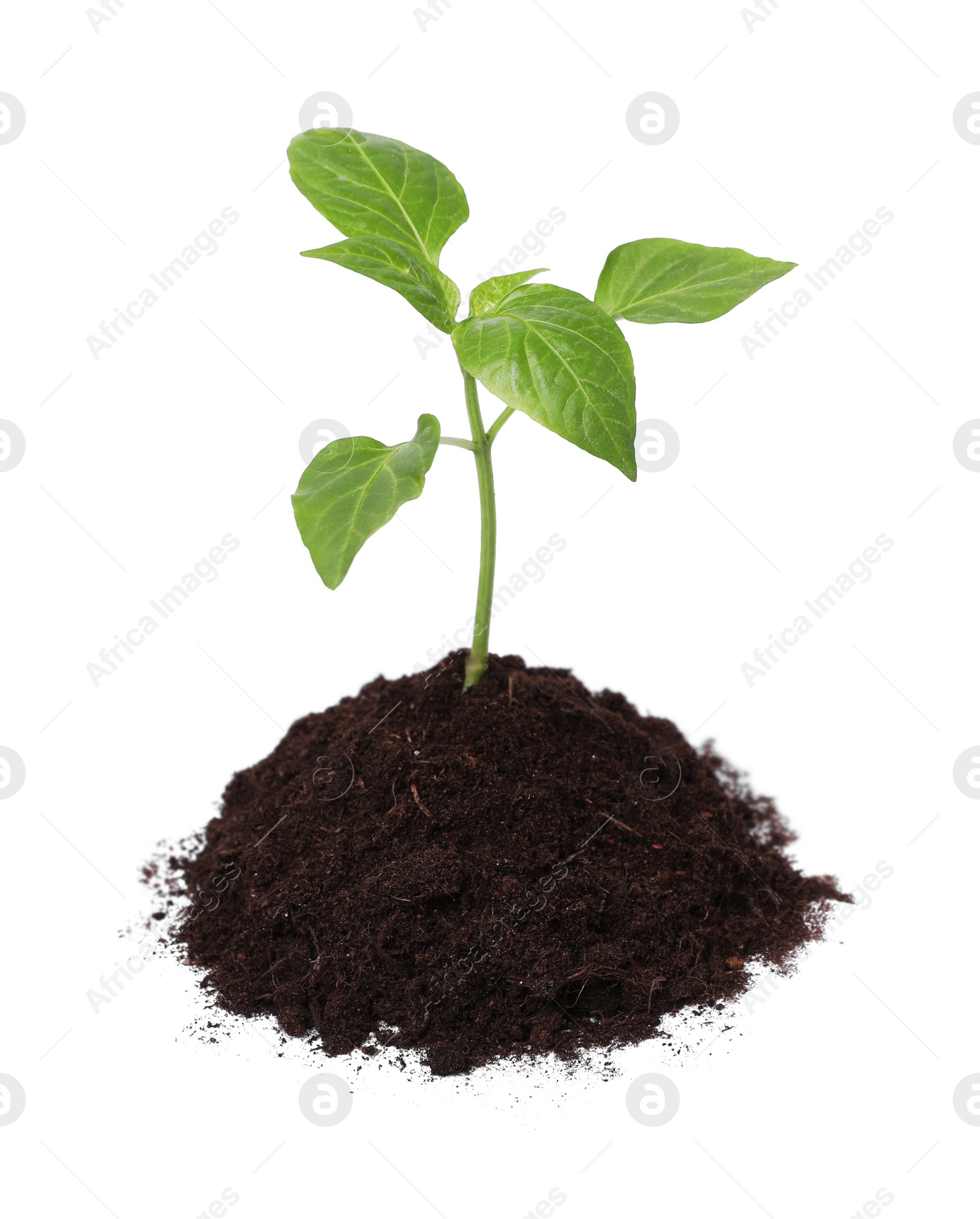 Photo of Green seedling growing in soil isolated on white