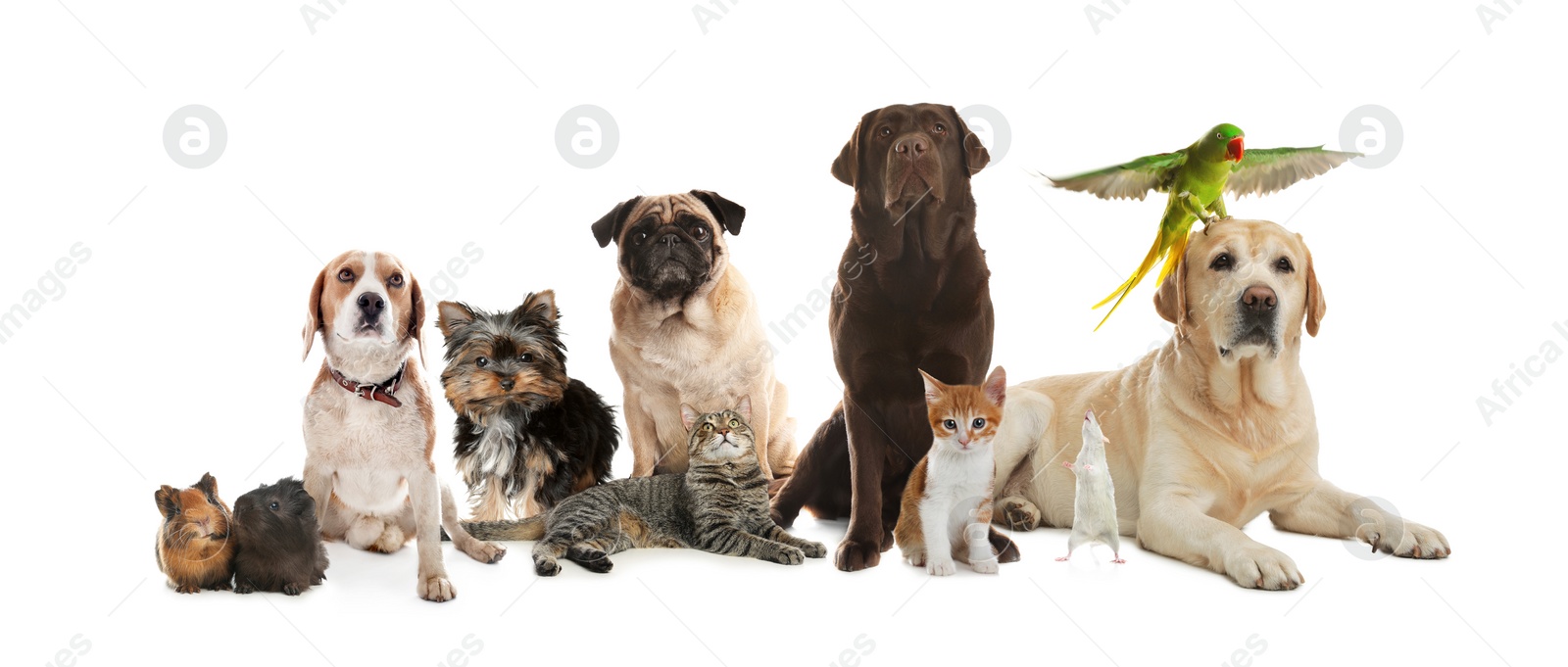 Image of Group of cute pets on white background. Banner design