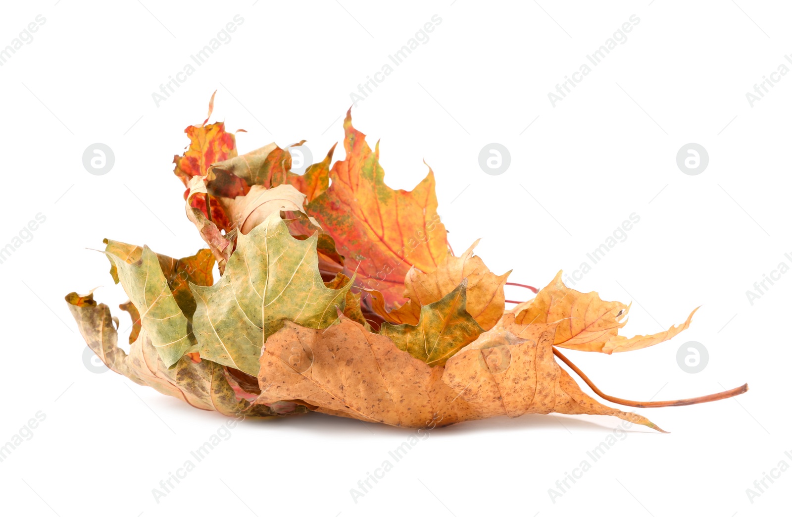 Photo of Pile of dry autumn leaves isolated on white