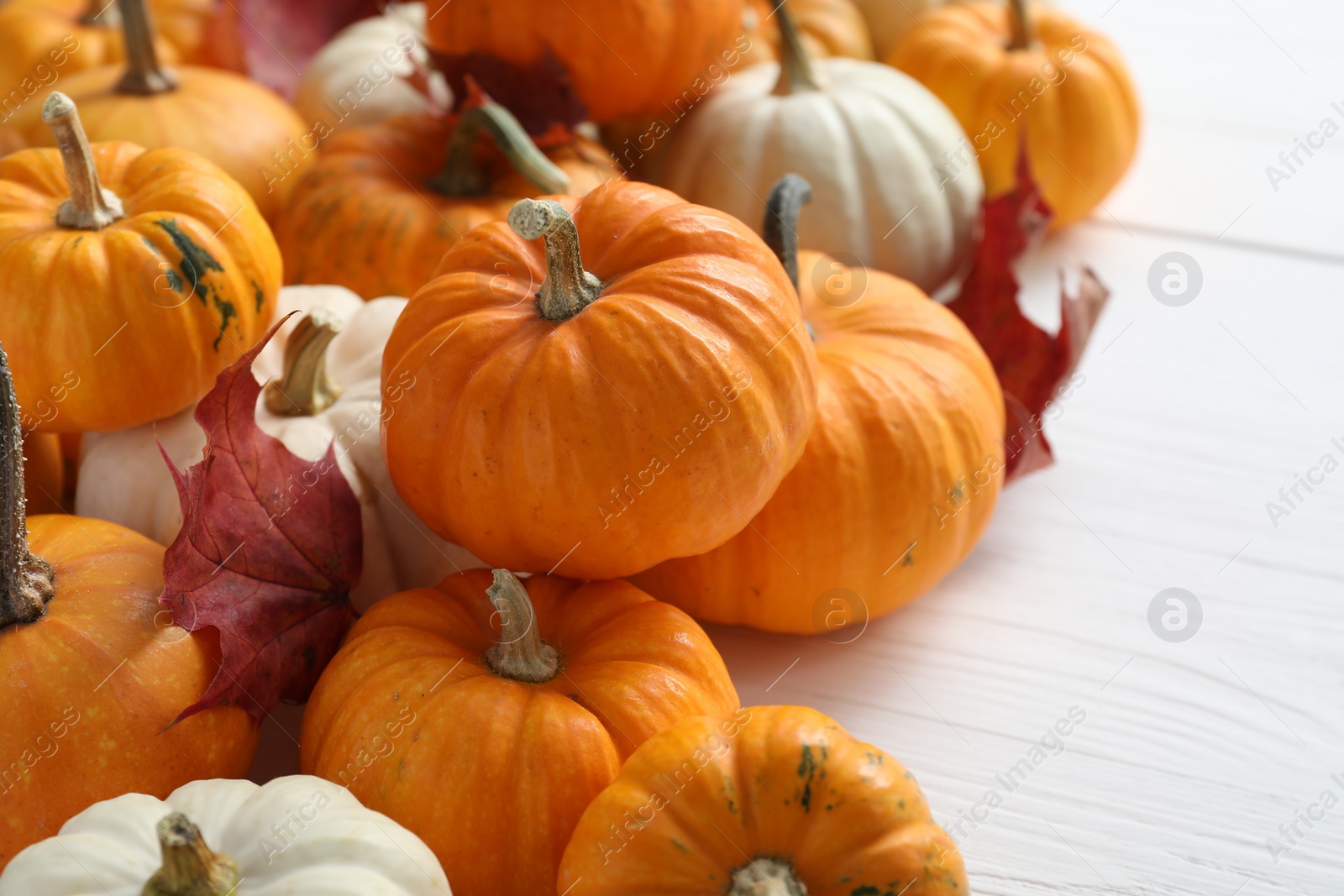 Photo of Thanksgiving day. Beautiful composition with pumpkins on white wooden table, closeup