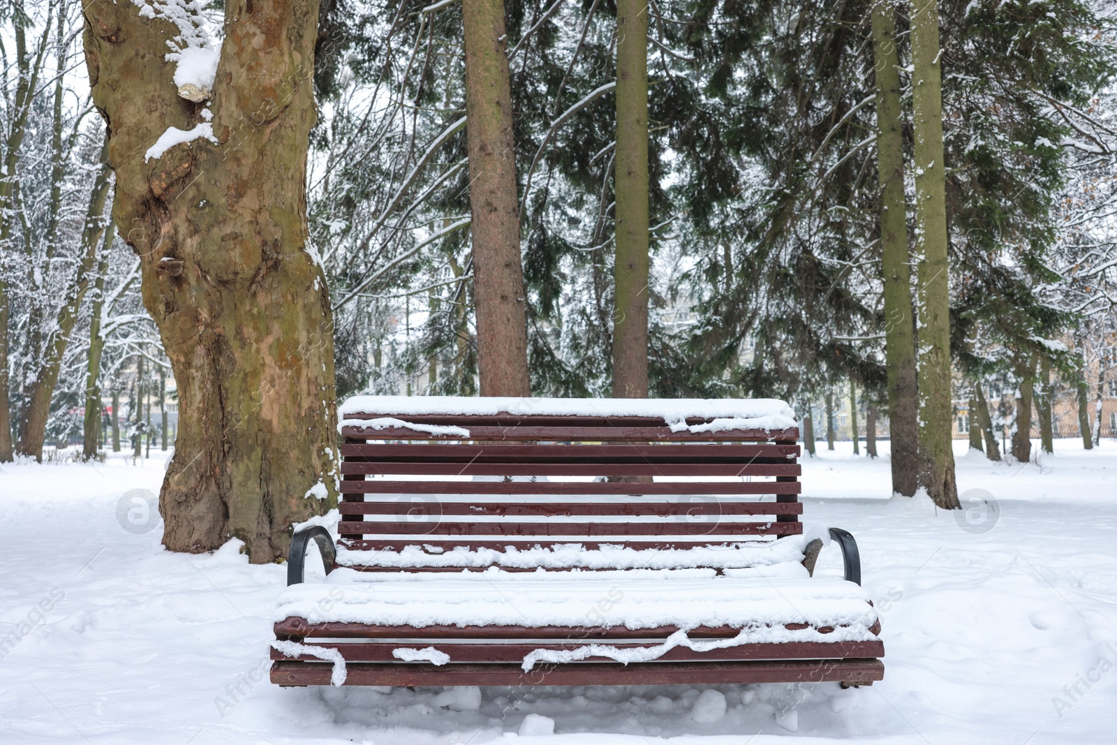 Photo of Bench covered with snow and trees in winter park