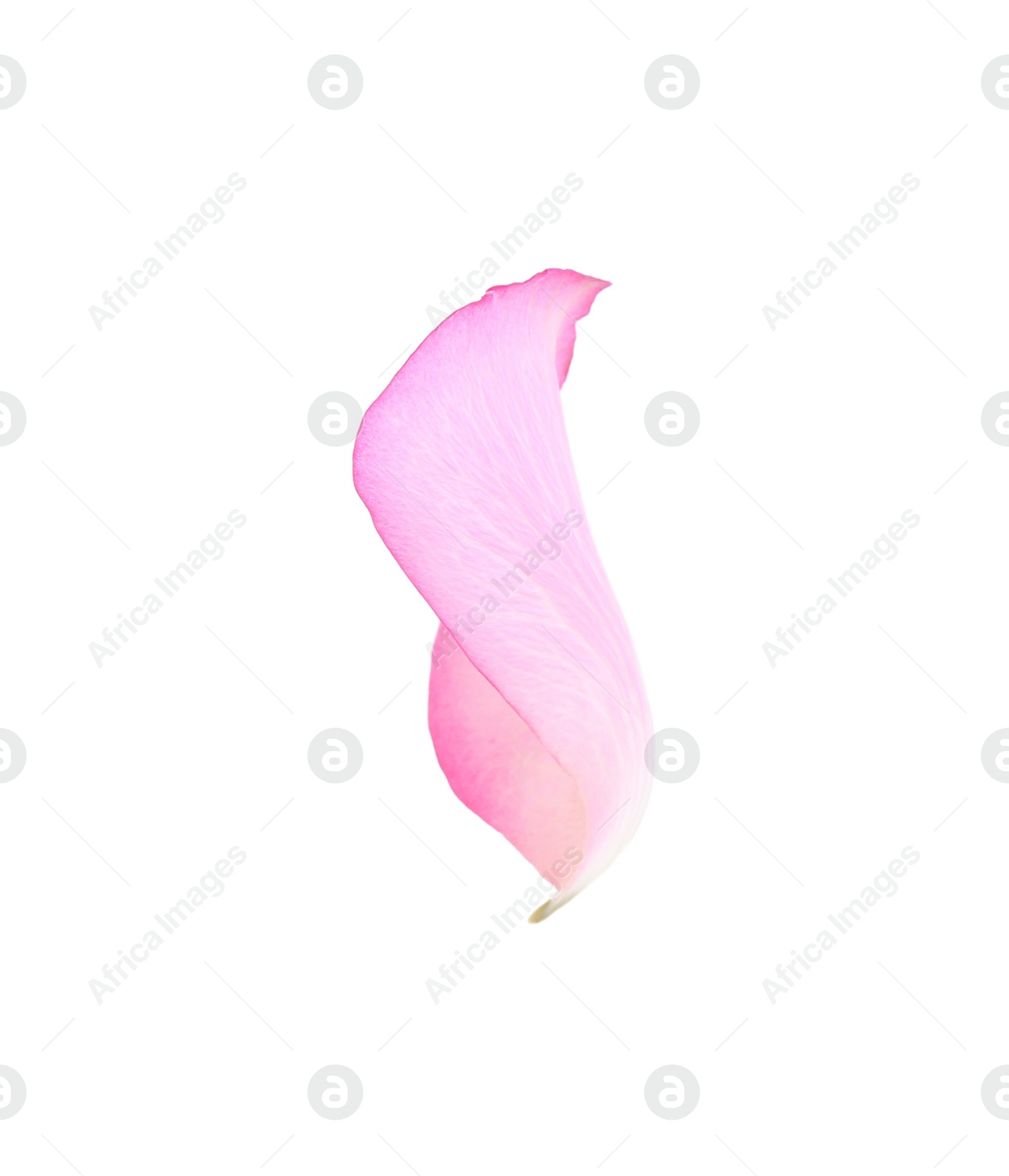 Photo of Tender pink rose petal isolated on white