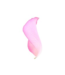Tender pink rose petal isolated on white