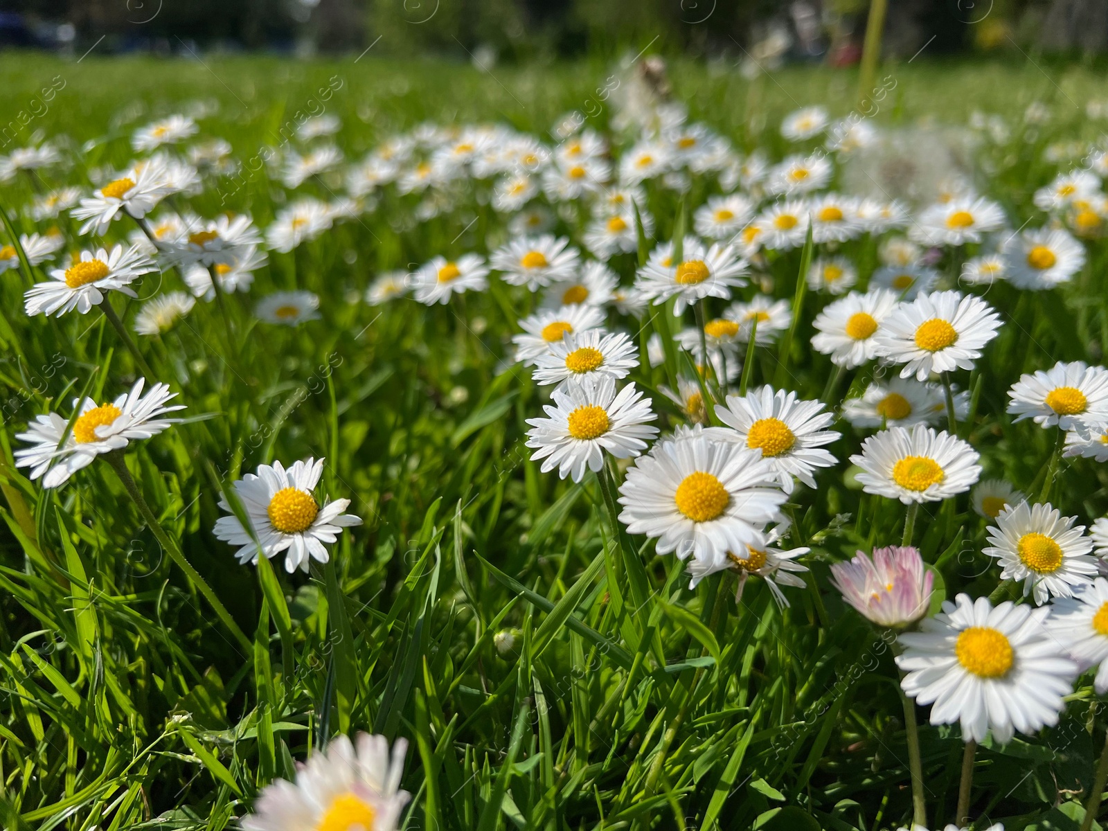 Photo of Beautiful white daisy flowers and green grass growing in meadow