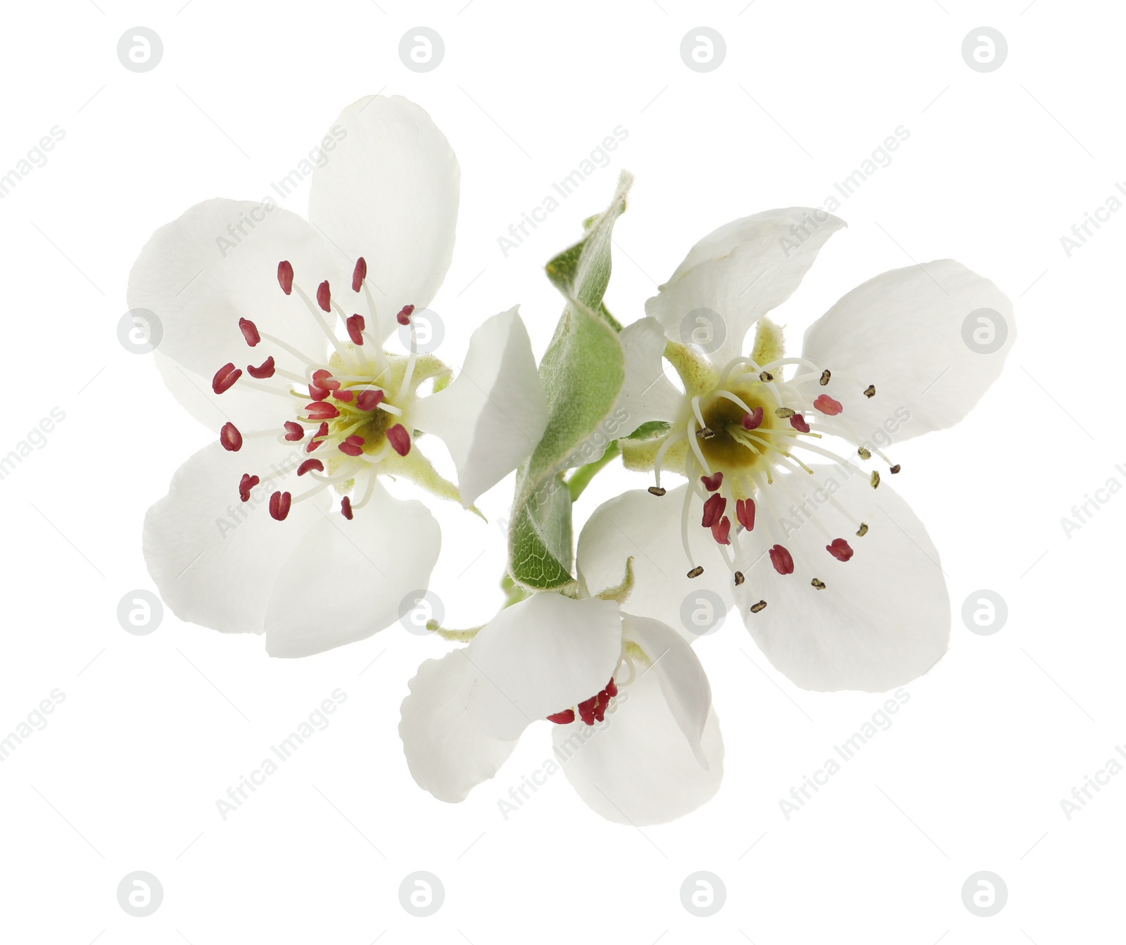 Photo of Beautiful flowers of blossoming pear tree on white background