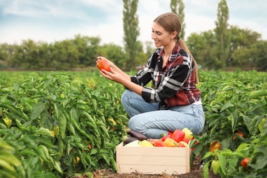 Farmer taking bell pepper from bush in field. Harvesting time