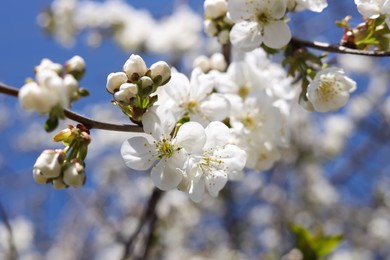 Photo of Closeup view of beautiful blossoming plum outdoors on sunny spring day