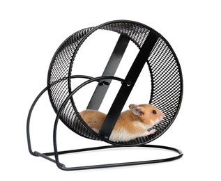Photo of Cute little hamster in spinning wheel on white background